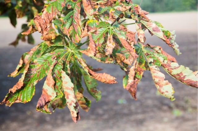 Kastanie bekommt braune Blätter im Sommer - was tun