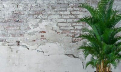 Kentia Palme Pflege - Tipps und Tricks