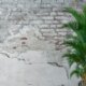 Kentia Palme Pflege - Tipps und Tricks
