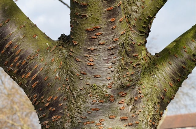Kirschbaumrinde verarbeiten