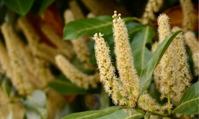 Kirschlorbeer - Blüte und Pflege