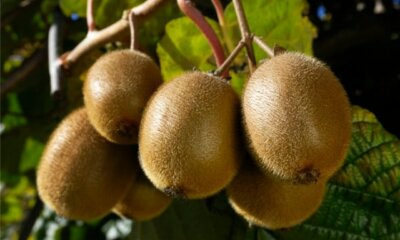 Kiwi - männlich oder weiblich