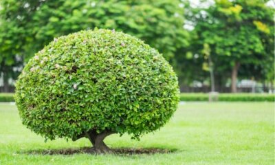 Kleinbleibende Bäume für Ihren Balkon und Garten