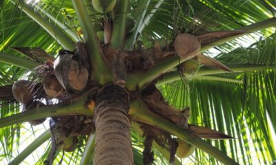 Kokospalme bekommt braune Blätter - was tun