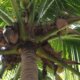 Kokospalme bekommt braune Blätter - was tun