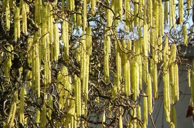 Korkenzieherweide richtig schneiden - Zeitpunkt und Anleitung