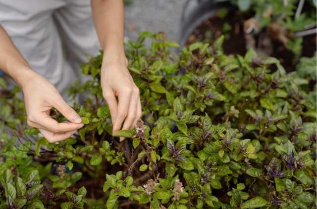 Kräuter fürs Hochbeet - was passt zusammen