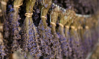 Lavendel ernten und trocknen