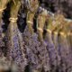 Lavendel ernten und trocknen