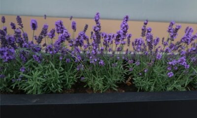 Lavendel im Blumenkasten pflanzen - Tipps und Tricks