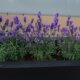 Lavendel im Blumenkasten pflanzen - Tipps und Tricks