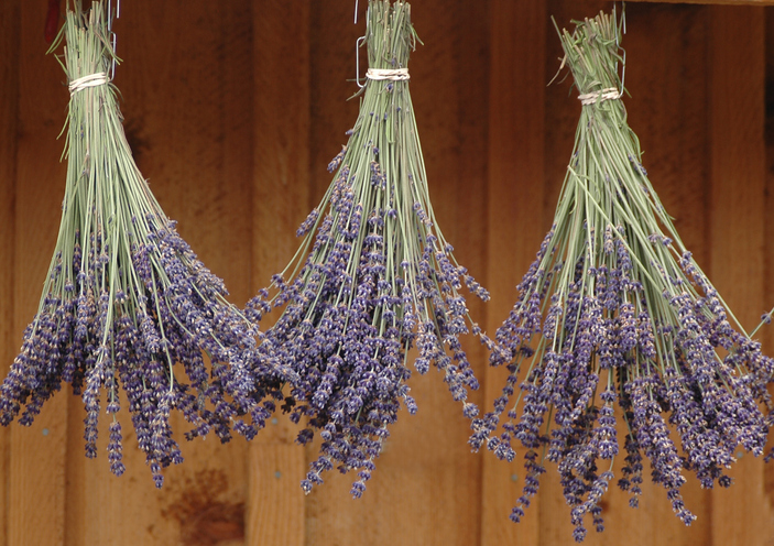 Lavendel richtig ernten und trocknen
