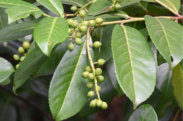 Lorbeer im Freien überwintern