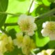 Männliche und weibliche Blüte von Kiwi erkennen