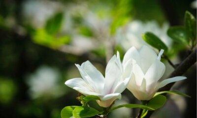 Magnolie im Kübel überwintern