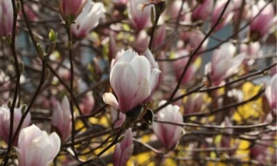 Magnolie umpflanzen - Zeitpunkt und Anleitung