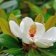 Magnoliensamen zum Keimen bringen
