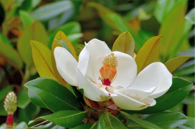 Magnoliensamen zum Keimen bringen