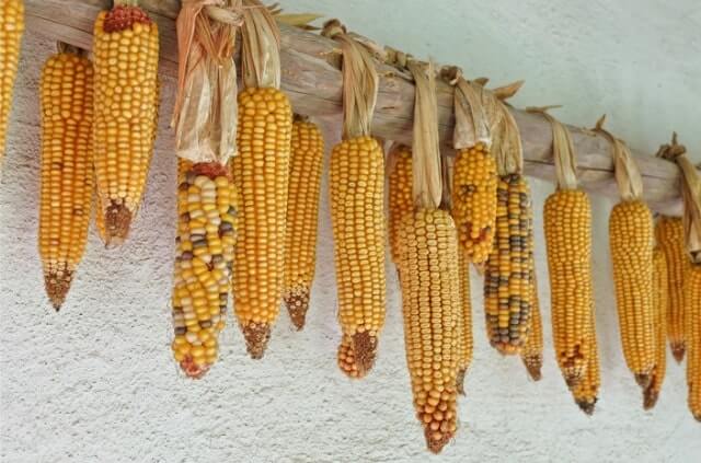 Mais für Kaninchen trocknen