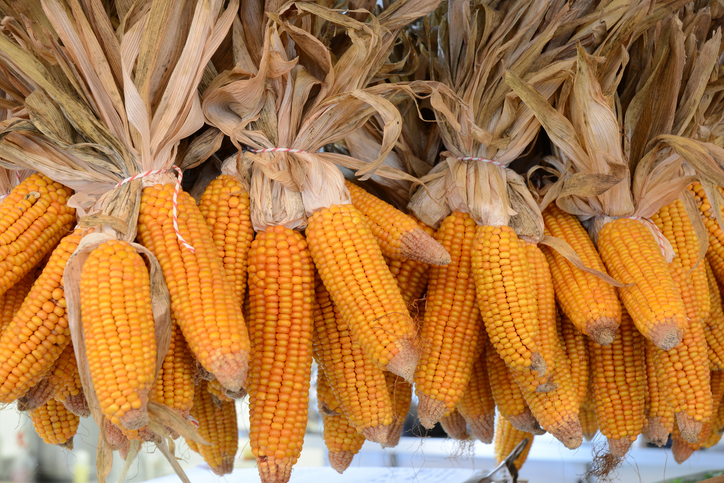 Maiskolben trocknen