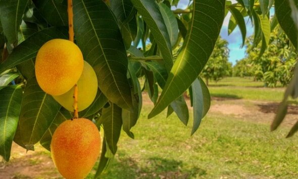 Mango Richtig Lagern