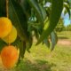Mango richtig gießen und pflegen
