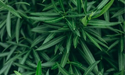Oleander blüht nicht - mögliche Ursachen
