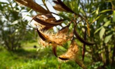 Oleander durch Samen vermehren