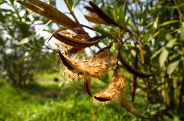 Oleander durch Samen vermehren