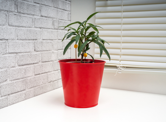 Oleandersämlinge pflegen