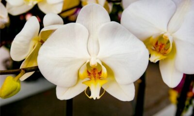 Orchideen Samen selber ziehen