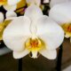 Orchideen Samen selber ziehen