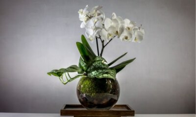 Orchideen mit oder ohne Erde pflanzen