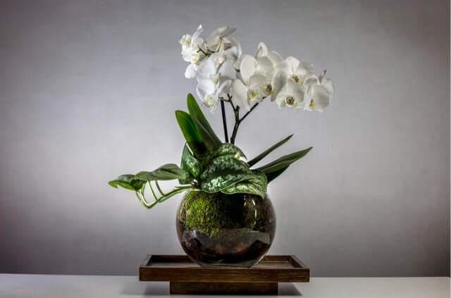 Orchideen mit oder ohne Erde pflanzen