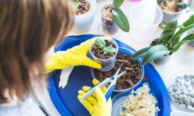 Orchideen selber züchten - Tipps und Tricks