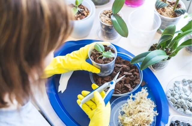 Orchideen selber züchten - Tipps und Tricks