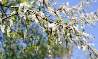 Pappel Blüte - wann blüht der Baum
