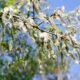 Pappel Blüte - wann blüht der Baum