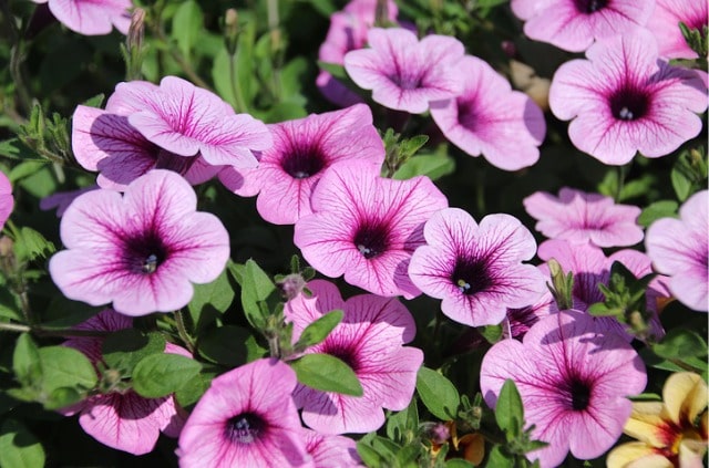 Petunien sind leider giftig