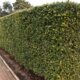 Pflegeleichte Sichtschutzhecken für Ihren Garten