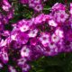 Phlox - Standort und Pflege