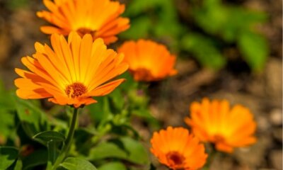 Ringelblume - Aussaat und Pflege