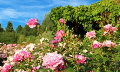 Rosenbeet anlegen - Ideen und Inspirationen