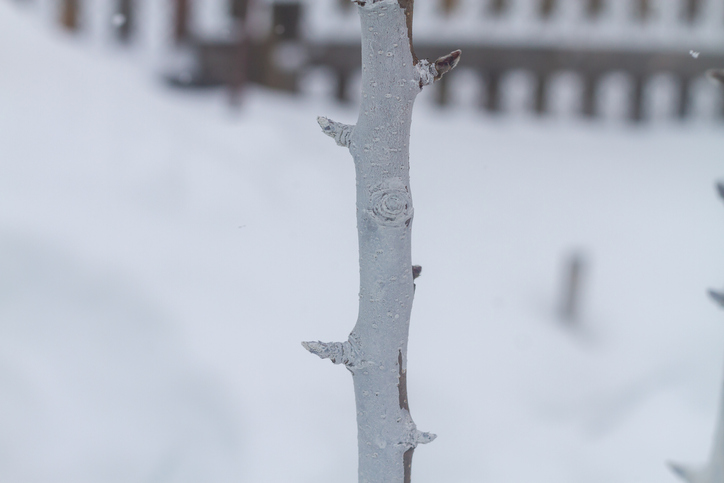 Säulenobst optimal schützen