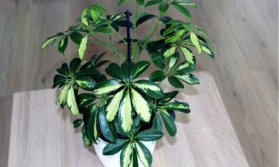 Schefflera ist giftig