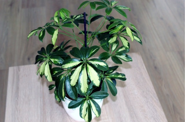 Schefflera ist giftig