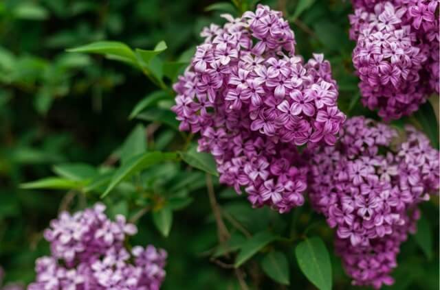 Schmetterlingsflieder richtig vermehren - Zeitpunkt und Anleitung