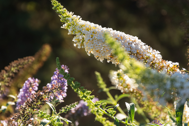 Schmetterlingsflieder über Samen vermehren