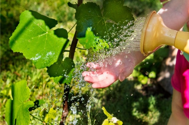 So gießen Sie Weinreben richtig