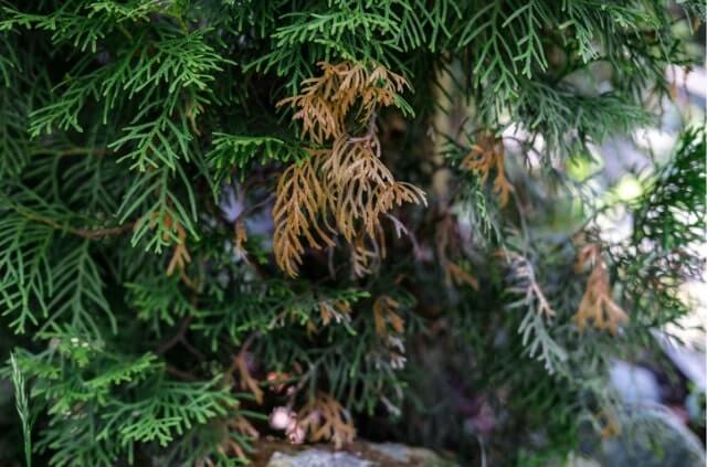 Thuja wird braun - was ist zu tun, damit sie wieder grün wird